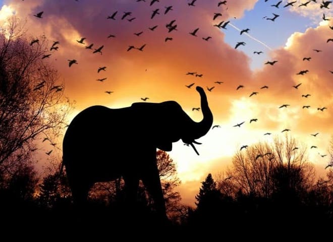 elephant at sunset